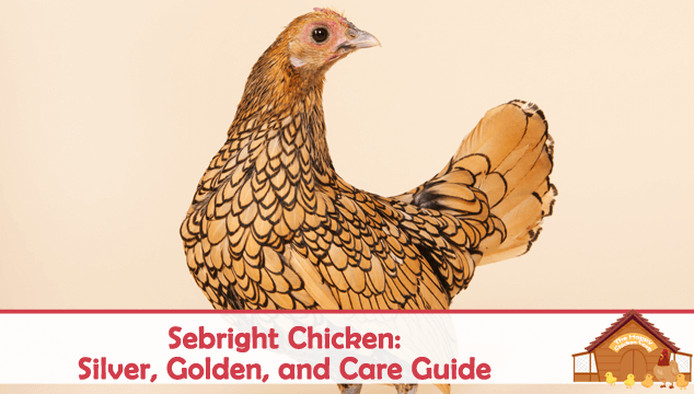 Sebright鸡银，金，和护理指南博客封面