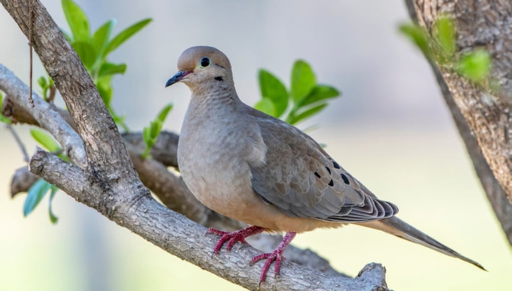 dove-birds-all-you-need-to-know-about-this-symbolic-pet-bird-beplay3