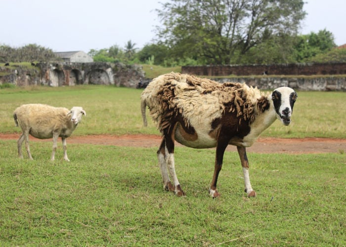 pica-in-goats-why-is-my-goat-eating-dirt-the-happy-chicken-coop