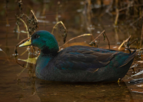 Cayuga Duck Breed: What To Know About This Majestic Black Duck - The ...